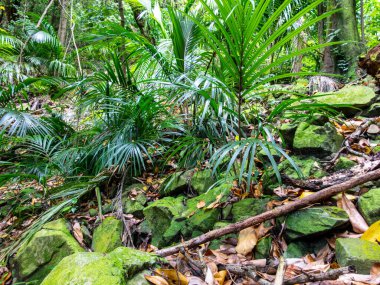 Alçak nikau palmiyeleri ve yosun kaplı kayalar Yeni Zelanda Kapiti Adası 'nda orman zemininde.