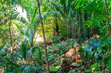 Güneş ışığı, Kapiti Adası 'ndaki yoğun Yeni Zelanda çalı sahnesinde arkaplanı aydınlatır.
