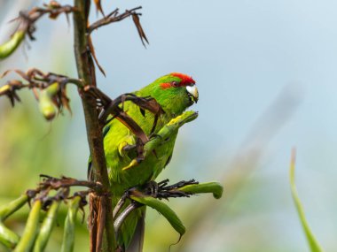 Kapiti adasında keten tohumu ile beslenen kırmızı taçlı papağan. Yeni Zelanda.