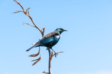 Tui ya da Prosthemadera novaeseelandiae, Maunganui Dağı 'ndaki kuru keten sapına tünemiştir.