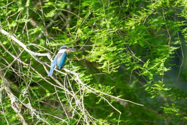 dala tünemiş kingfisher