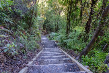 Omanawa Şelalesi patikası Yeni Zelanda, Tauranga 'ya doğru ilerliyor..