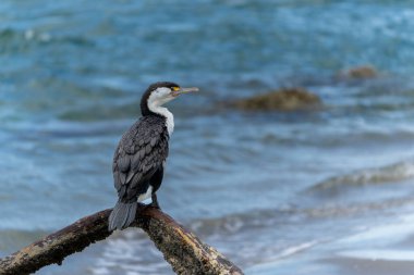 Sahildeki dalda Pied Shag..