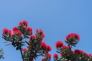 Parlak kırmızı pohutukawa, Maunganui Dağı 'nın eteğinde mavi gökyüzüne karşı çiçek açıyor..