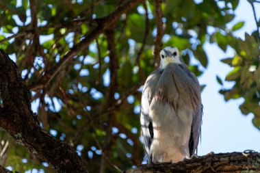 Pohutukawa 'da beyaz yüzlü balıkçıl.,