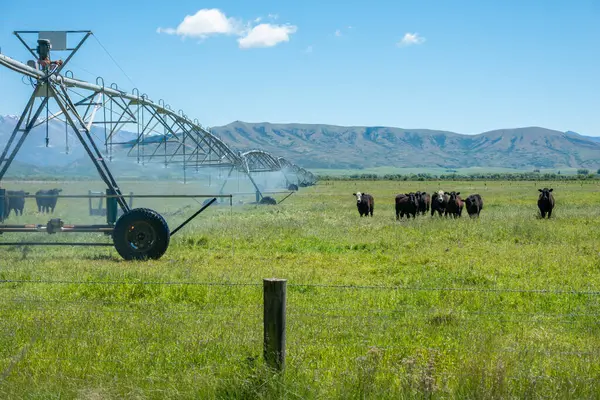 Kırsal alanda otlayan sığır sürüsü. Yanal sulama sisteminin yanında su fışkırtıyor..