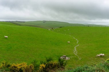 Kısa bir süre önce, Yeni Zelanda 'nın güneyinde, küçük bir deresi olan küçük yeşil bir vadiye giren çıkan kuzular..