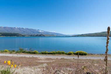 Güzel Dunstan Gölü boyunca ilerleyin. Cromwell, Güney Adası, Yeni Zelanda 'daki lupinleri geçin..