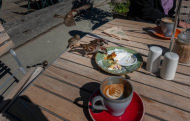Serçeler açık kafe masalarını yağmalarken müşteriler içeridedir..