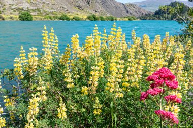 Orta Otago Yeni Zelanda 'da Clutha Nehri kıyısında sarı lupin kır çiçeklerinin parlak bahar renkleri.