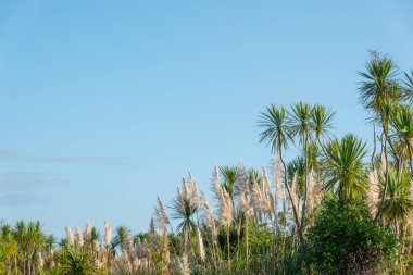 Kaituna Wetland Yeni Zelanda 'daki Maketu' da sulak alandaki doğal bitki örtüsü.