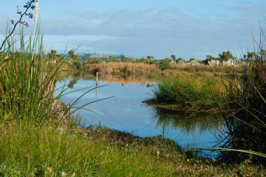Kaituna Wetland Yeni Zelanda 'daki Maketu' da sulak alandaki doğal bitki örtüsü.
