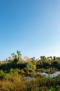 Kaituna Wetland Yeni Zelanda 'daki Maketu' da sulak alandaki doğal bitki örtüsü.