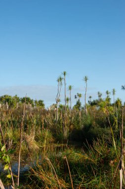 Kaituna Wetland Yeni Zelanda 'daki Maketu' da sulak alandaki doğal bitki örtüsü.