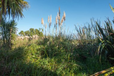 Kaituna Wetland Yeni Zelanda 'daki Maketu' da sulak alandaki doğal bitki örtüsü.