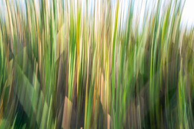 Bataklık izlenimciliği ve çevresel soyut dikey harmanlama deseni.