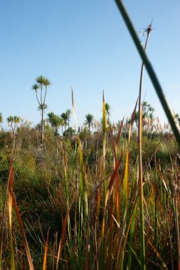 Kaituna Wetland Yeni Zelanda 'daki Maketu' da sulak alandaki doğal bitki örtüsü.