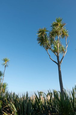Kaituna Wetland Yeni Zelanda 'daki Maketu' da sulak alandaki doğal bitki örtüsü.
