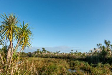 Kaituna Wetland Yeni Zelanda 'daki Maketu' da sulak alandaki doğal bitki örtüsü.