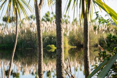 Kaituna Wetland Yeni Zelanda 'daki Maketu' da sulak alandaki doğal bitki örtüsü.