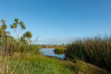 Kaituna Wetland Yeni Zelanda 'daki Maketu' da sulak alandaki doğal bitki örtüsü.