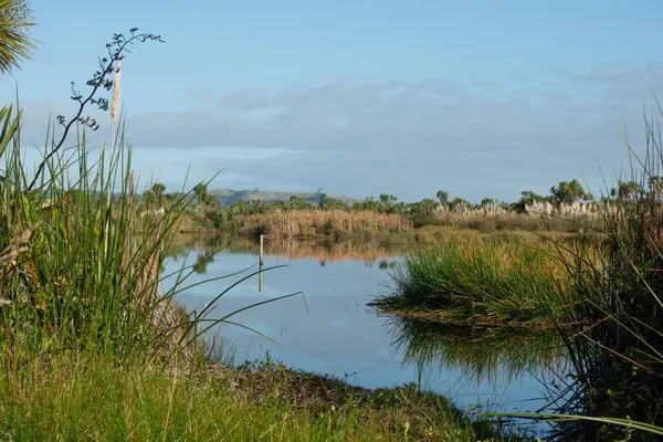 Kaituna Wetland Yeni Zelanda 'daki Maketu' da sulak alandaki doğal bitki örtüsü.