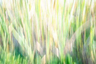 Bataklık izlenimciliği ve çevresel soyut dikey harmanlama deseni.