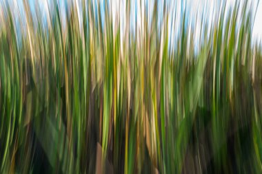 Bataklık izlenimciliği ve çevresel soyut dikey harmanlama deseni.