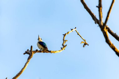 Orman kralı balıkçısı ya da Todiramphus macleayii Darwin 'in sulak alanındaki ölü ağacın yüksek dalında.