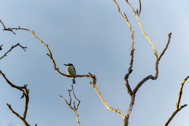 Orman kralı balıkçısı ya da Todiramphus macleayii Darwin 'in sulak alanındaki ölü ağacın yüksek dalında.