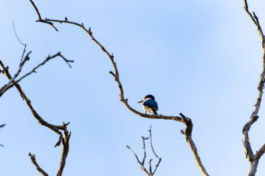 Orman kralı balıkçısı ya da Todiramphus macleayii Darwin 'in sulak alanındaki parlak mavi kanat desenini gösteren ölü ağacın yüksek dalında.