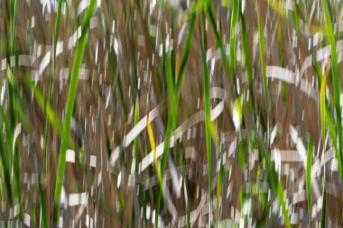 Doğanın yeşil ve kuru kaş kaş desenleri Kununurra Gölü 'nün yanında empresyonist bir zemin bırakıyor..