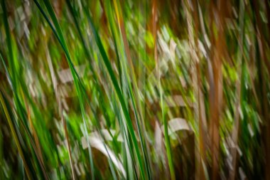 Doğanın yeşil ve kuru kahverengi desenleri Kununurra Gölü 'nün yanında empresyonist bir arka plan bırakır..