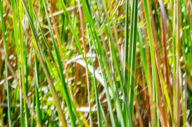 Doğanın yeşil ve kuru kahverengi desenleri Kununurra Gölü 'nün yanında empresyonist bir arka plan bırakır..