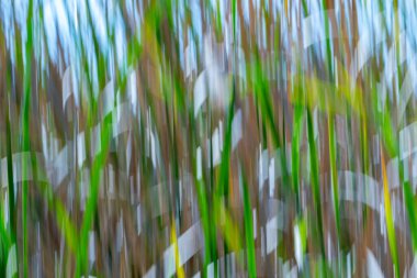 Doğanın yeşil ve kuru kahverengi desenleri Kununurra Gölü 'nün yanında empresyonist bir arka plan bırakır..