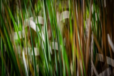 Doğanın yeşil ve kuru kahverengi desenleri Kununurra Gölü 'nün yanında empresyonist bir arka plan bırakır..