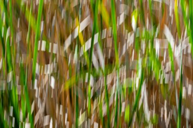 Doğanın yeşil ve kuru kahverengi desenleri Kununurra Gölü 'nün yanında empresyonist bir arka plan bırakır..