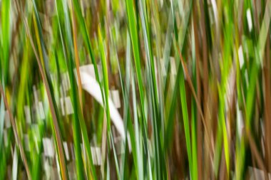 Doğanın yeşil ve kuru kahverengi desenleri Kununurra Gölü 'nün yanında empresyonist bir arka plan bırakır..