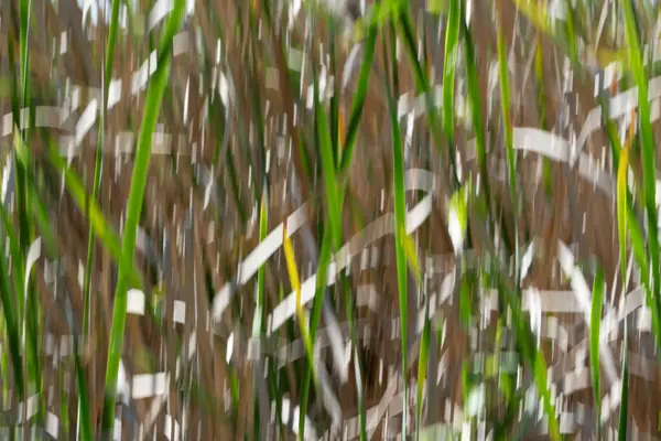 Doğanın yeşil ve kuru kaş kaş desenleri Kununurra Gölü 'nün yanında empresyonist bir zemin bırakıyor..