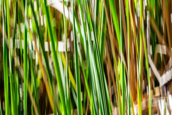 Doğanın yeşil ve kuru kahverengi desenleri Kununurra Gölü 'nün yanında empresyonist bir arka plan bırakır..