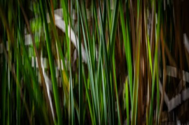 Doğanın yeşil ve kuru kahverengi desenleri Kununurra Gölü 'nün yanında empresyonist bir arka plan bırakır..