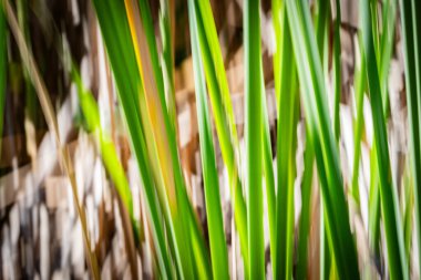 Doğanın yeşil ve kuru kaş kaş desenleri Kununurra Gölü 'nün yanında empresyonist bir zemin bırakıyor..