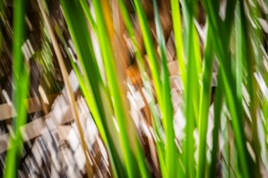 Doğanın yeşil ve kuru kahverengi desenleri Kununurra Gölü 'nün yanında empresyonist bir arka plan bırakır..