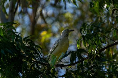 Kununurra Avustralya 'da ağaç dalına tünemiş büyük bovling kuşu..