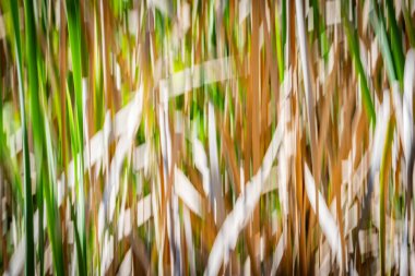 Doğanın yeşil ve kuru kahverengi desenleri Kununurra Gölü 'nün yanında empresyonist bir arka plan bırakır..