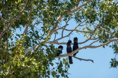Kunurra Avustralya 'da okaliptüs ağacının beyaz dallarında kırmızı kuyruklu siyah papağan..