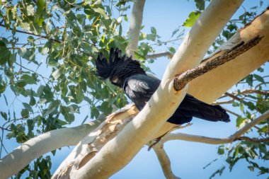 Kunurra Avustralya 'da okaliptüs ağacının beyaz dallarında kırmızı kuyruklu siyah papağan..