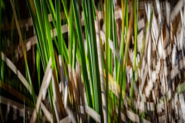 Doğanın yeşil ve kuru kahverengi desenleri Kununurra Gölü 'nün yanında empresyonist bir arka plan bırakır..