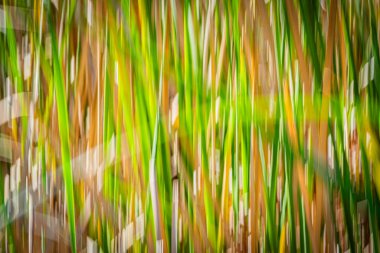 Doğanın yeşil ve kuru kaş kaş desenleri Kununurra Gölü 'nün yanında empresyonist bir zemin bırakıyor..