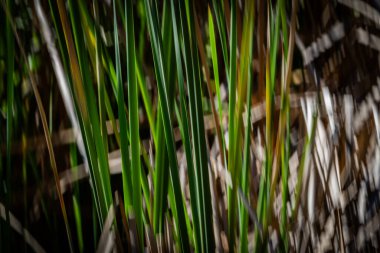 Doğanın yeşil ve kuru kahverengi desenleri Kununurra Gölü 'nün yanında empresyonist bir arka plan bırakır..